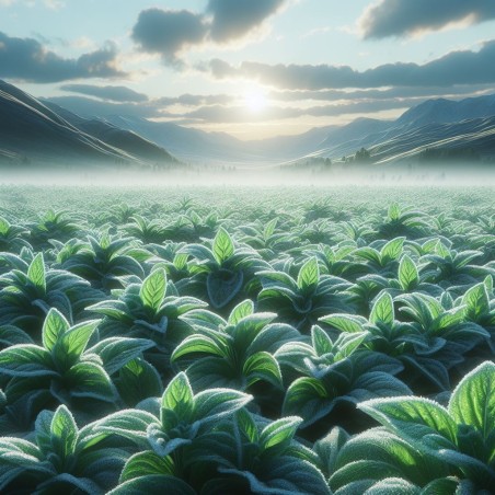 Arôme naturel de Menthe Glaciale