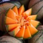 Vincent - Melon naturel Vincent - Melon naturel