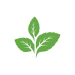 Menthe